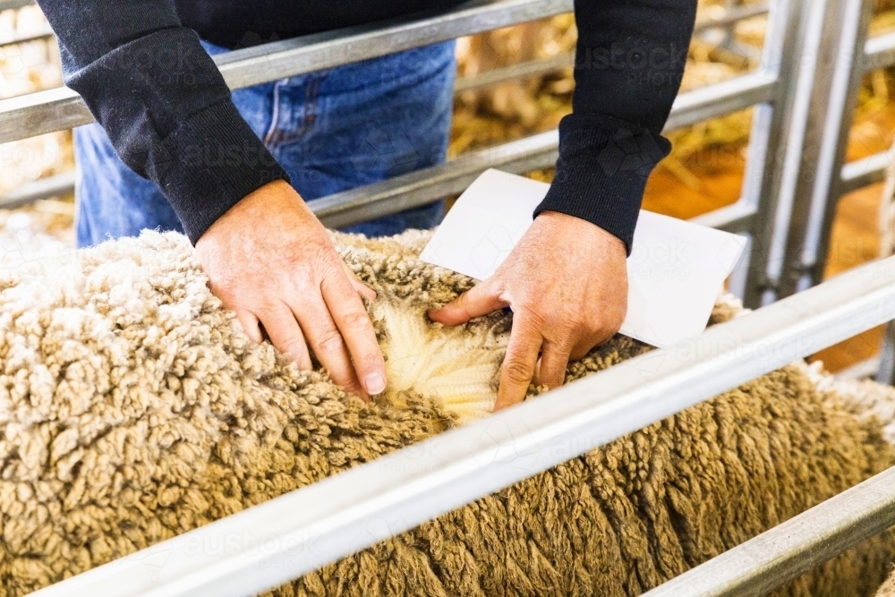 Hands spreading sheep fleece to look at wool - Australian Stock Image