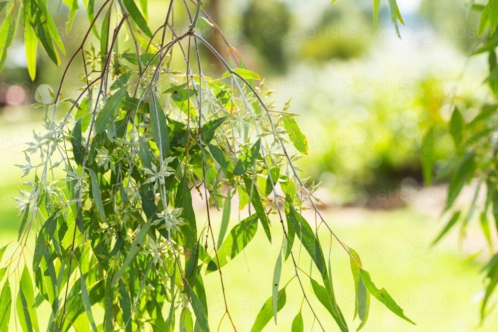 Hanging green leaves on eucalypt gum tree in parkland - Australian Stock Image