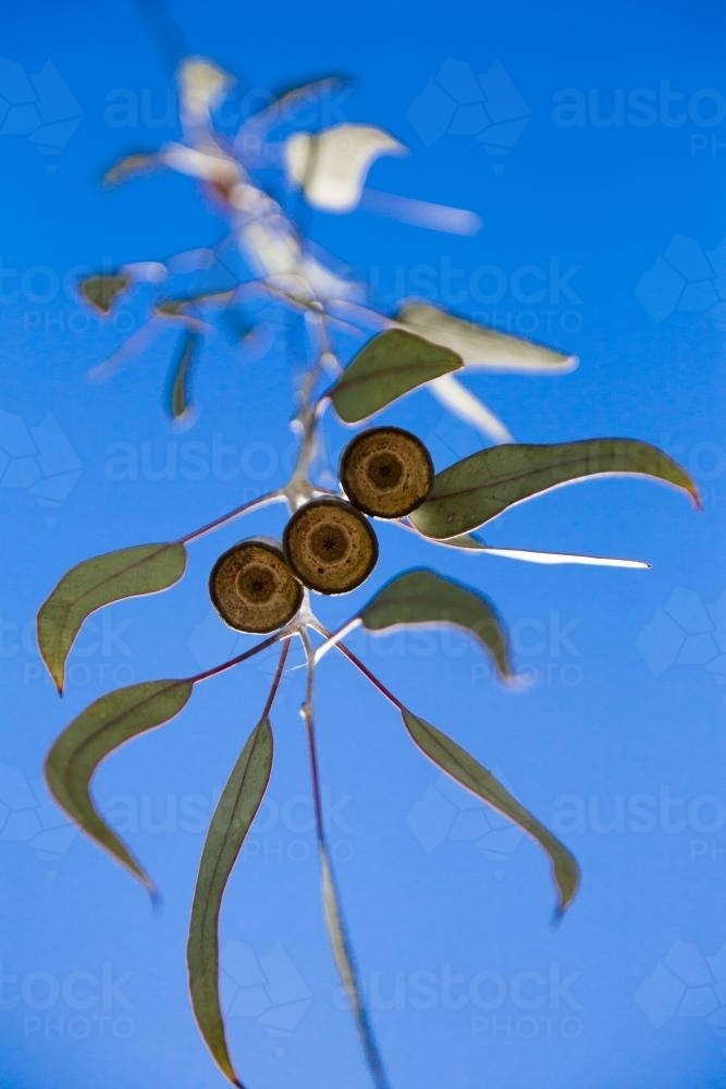 hanging gum leaves and gum nuts - Australian Stock Image