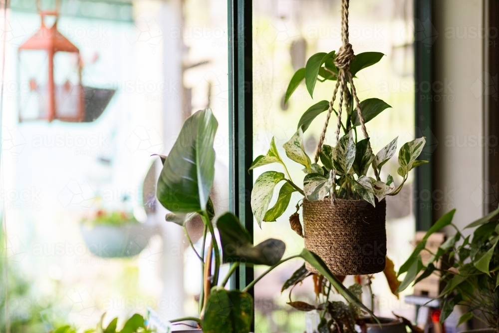 Hanging pothos houseplant in window - Australian Stock Image