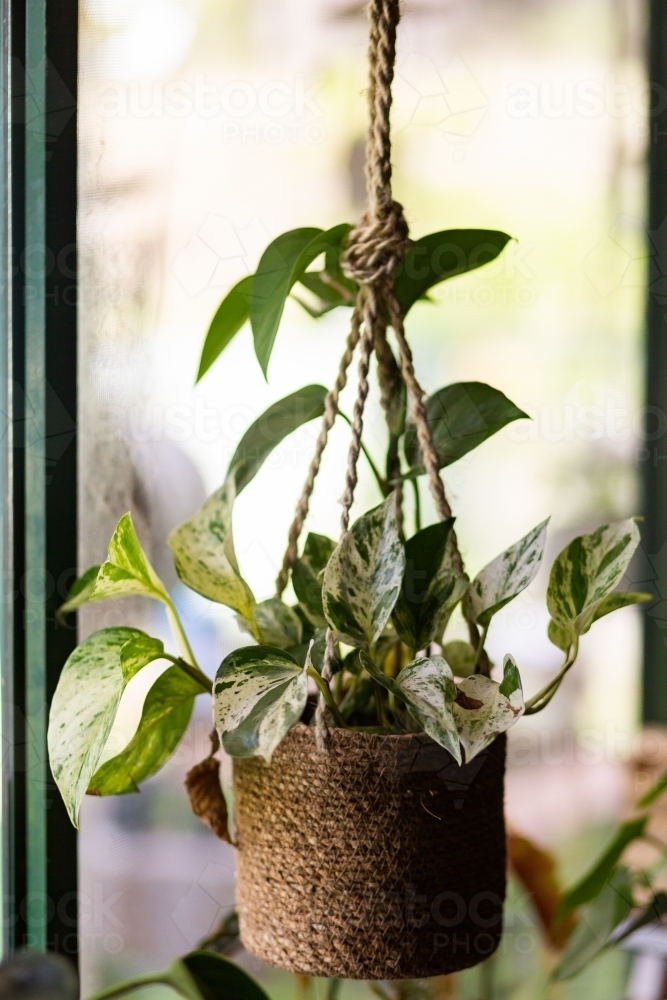 Hanging pothos houseplant in window - Australian Stock Image