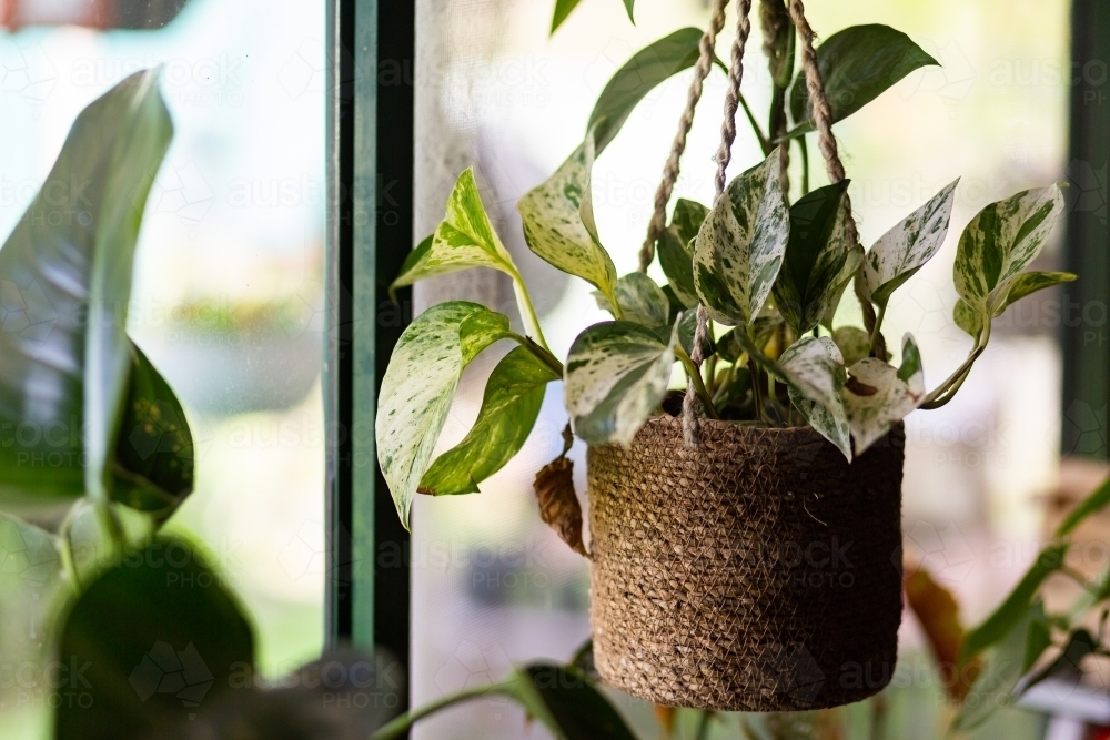 Hanging pothos houseplant in window - Australian Stock Image