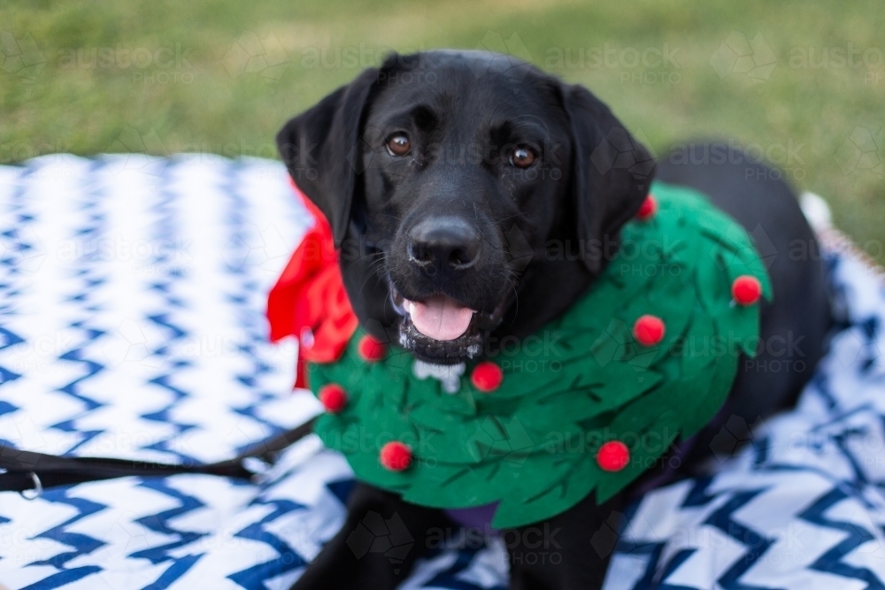 happy black dog on a picnic rug wearing a christmas wreath - Australian Stock Image