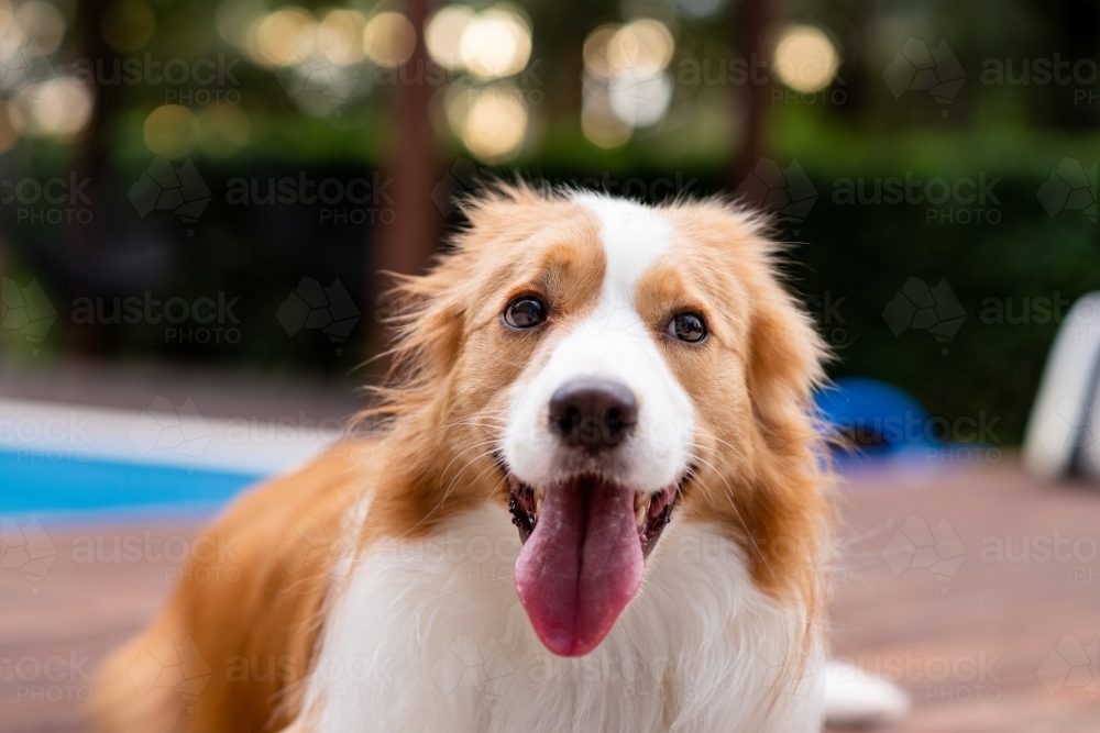 happy border collie dog - Australian Stock Image