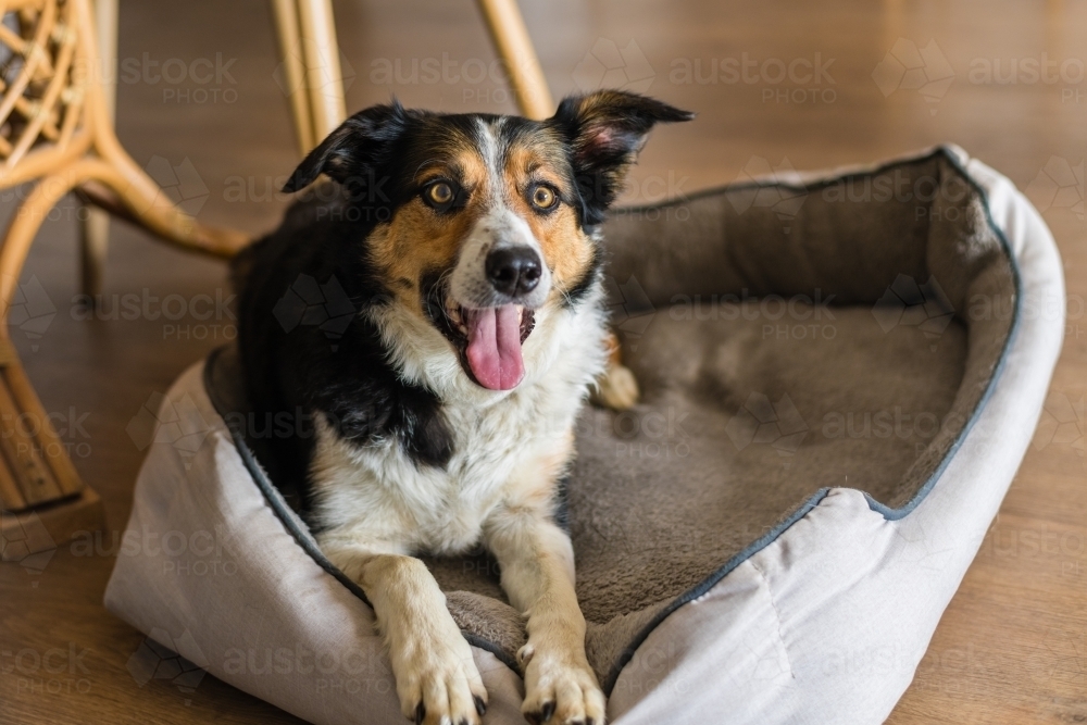 happy border collie X cattle dog at home - Australian Stock Image