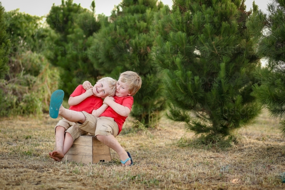 Happy boys wearing red shirts sitting on wooden box on Christmas tree farm - Australian Stock Image