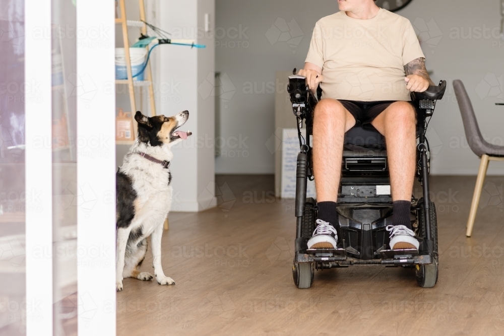 happy dog as a companion for man in wheelchair - Australian Stock Image