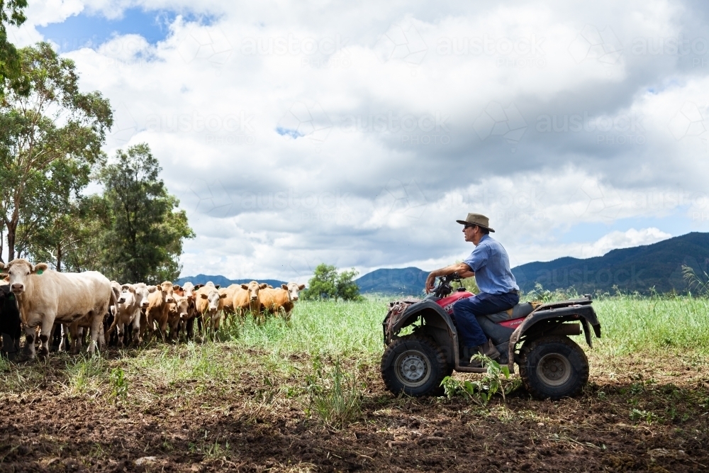 Happy farmer on quad bike surrounded by mixed mob of cattle - Australian Stock Image