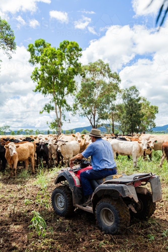 Happy farmer on quad bike surrounded by mixed mob of cattle - Australian Stock Image