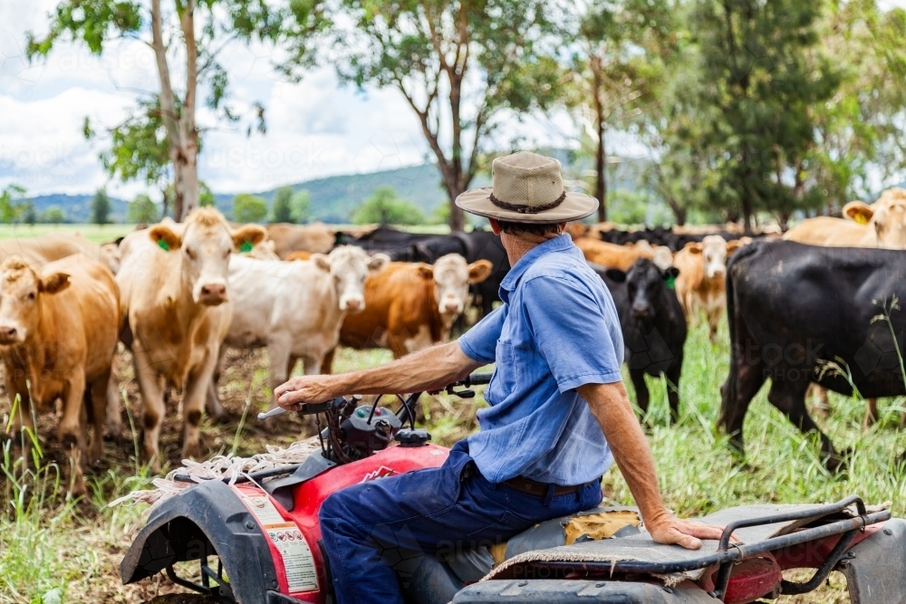 Happy farmer on quad bike surrounded by mixed mob of cattle - Australian Stock Image