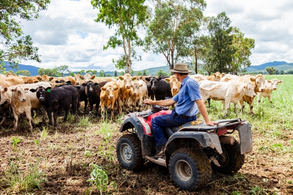 Happy farmer on quad bike surrounded by mixed mob of cattle - Australian Stock Image