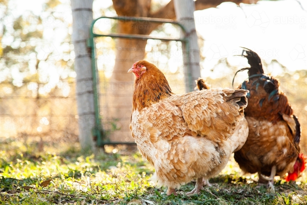 Happy flocks of free range hens and rooster in poultry yard - Australian Stock Image