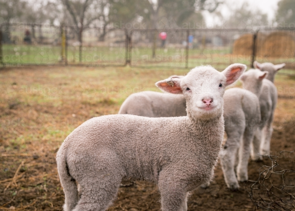 Happy lamb looking at camera - Australian Stock Image