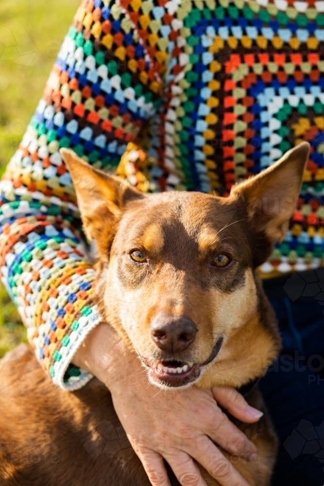 Happy old red kelpie dog lying with female owner on green lawn - Australian Stock Image