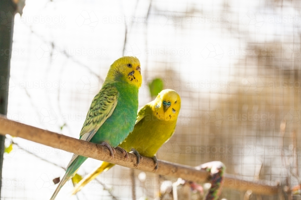 Happy pair of brightly coloured pet budgies together on perch - Australian Stock Image