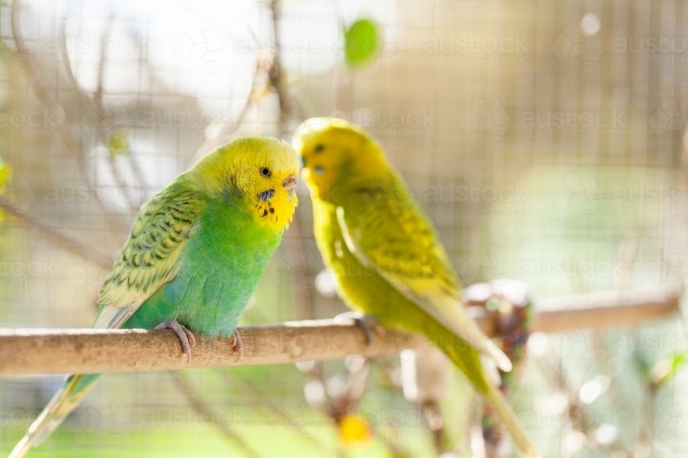 Happy pair of pet Aussie birds sitting on stick in cage - Australian Stock Image