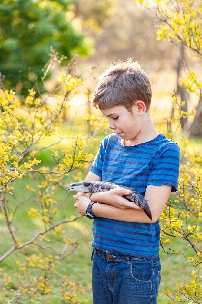 Happy tween boy with blue-tongued lizard outside in garden - Australian Stock Image