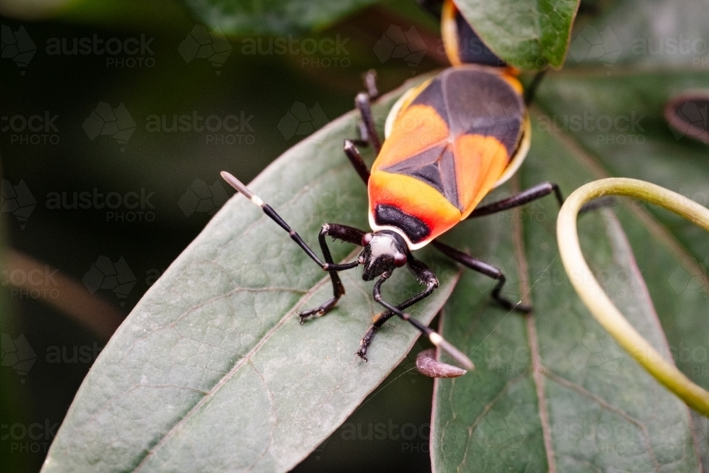 Harlequin Bug on Leaf from Above - Australian Stock Image