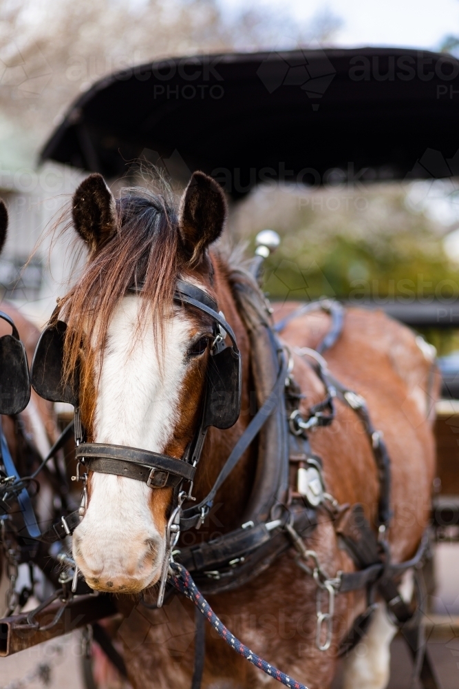 harnessed horse portrait - Australian Stock Image