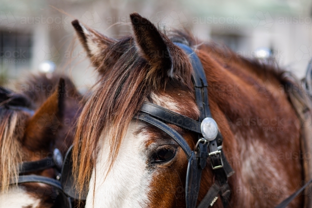 harnessed horses ears pointing forward alert - Australian Stock Image