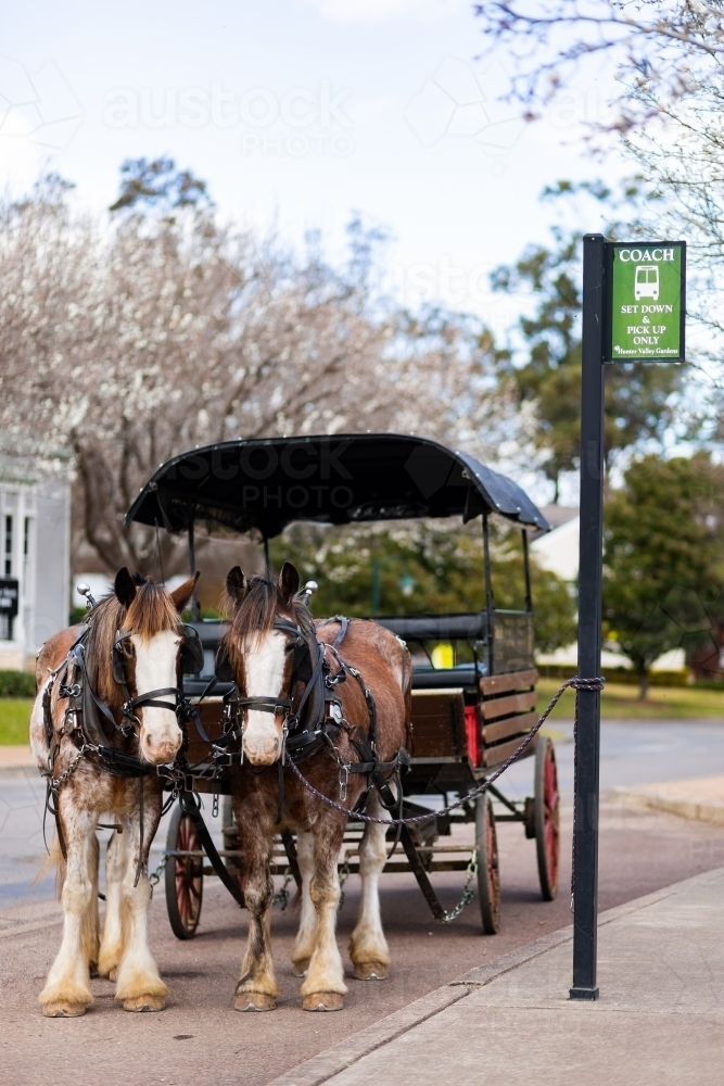 Harnessed horses tied to coach set down and pickup only sign at hunter valley gardens - Australian Stock Image