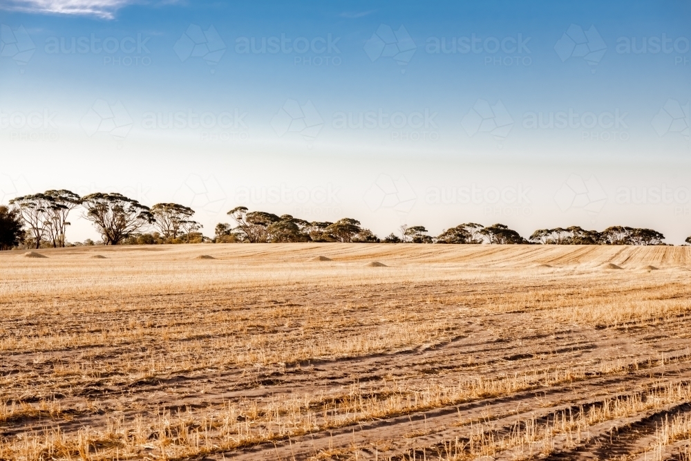 Harvested wheat crop in paddock with hay mounds and trees in the distance - Australian Stock Image