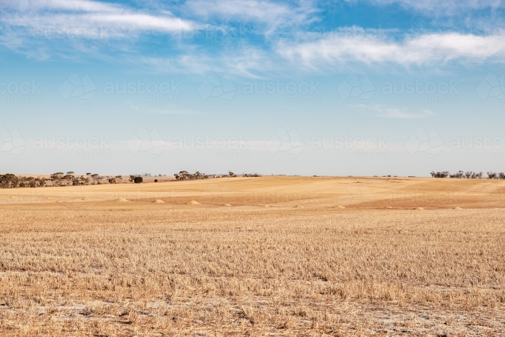 Harvested wheat crop in paddock with hay mounds in the distance - Australian Stock Image