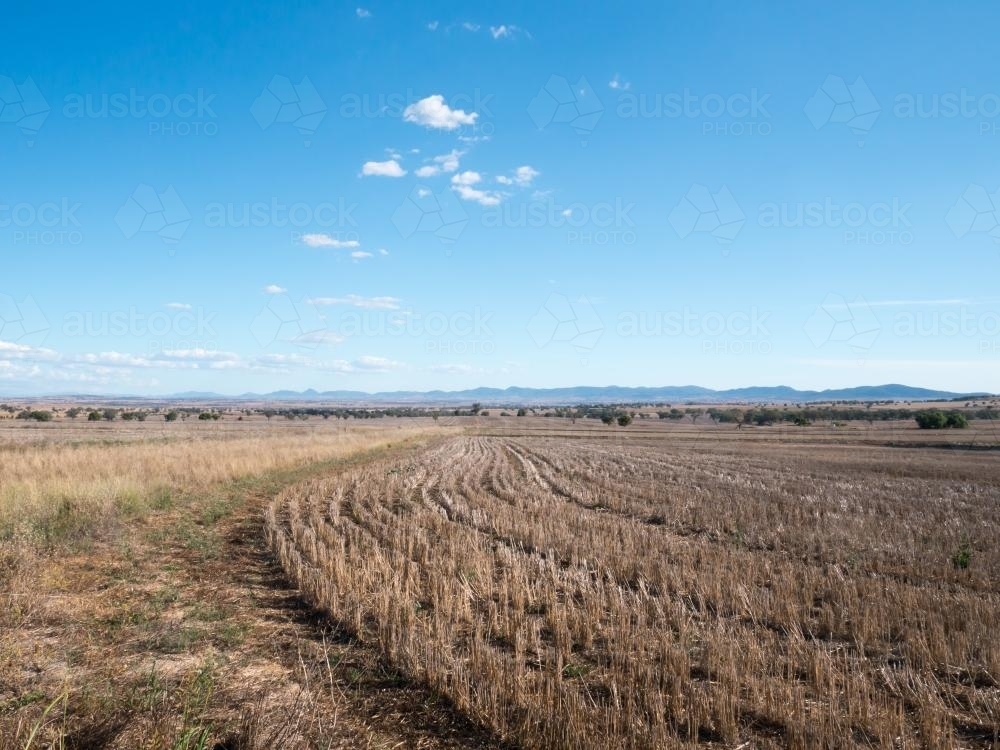 Harvested wheat field in a dry summer with blue sky - Australian Stock Image