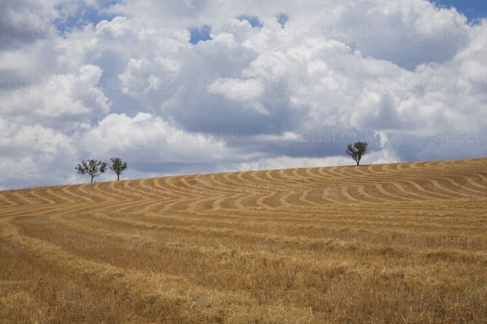 Harvested wheatfield pattern with clouds in sky and distant trees - Australian Stock Image