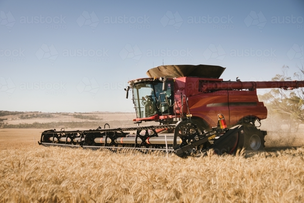 Harvesting a wheat cereal crop in the Avon Valley of Western Australia - Australian Stock Image