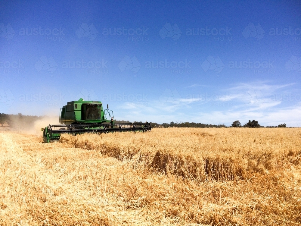 Harvesting an oat crop - Australian Stock Image