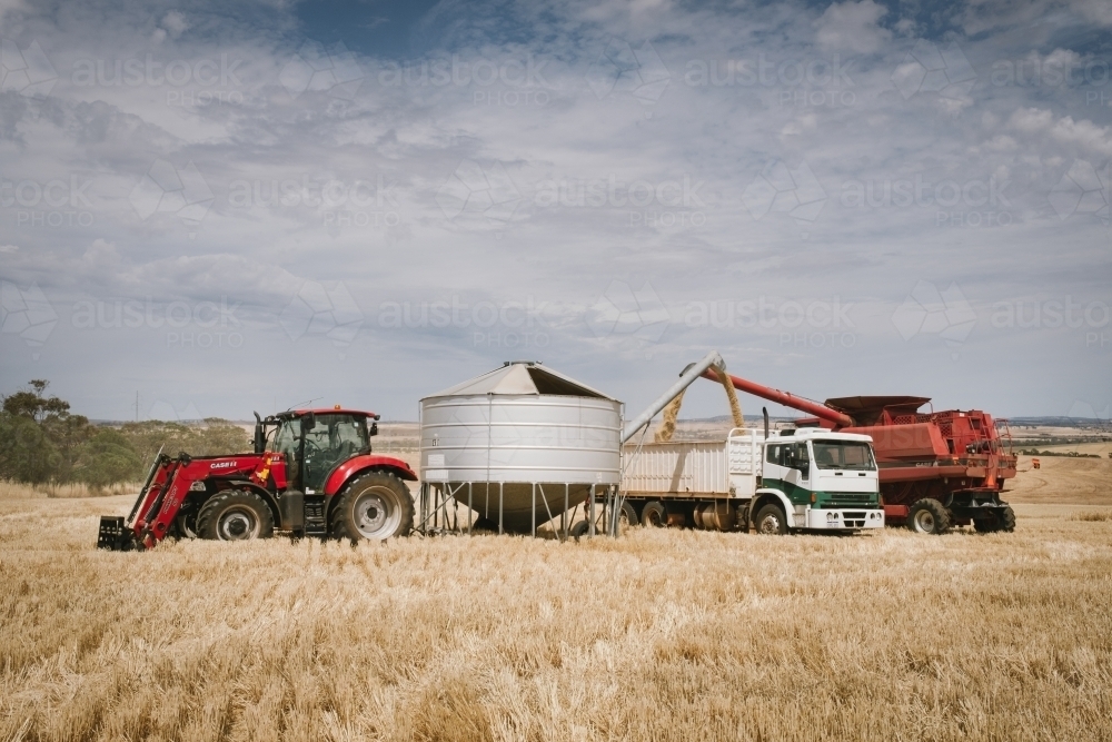 Harvesting broadacre crops in the Wheatbelt in Western Australia - Australian Stock Image