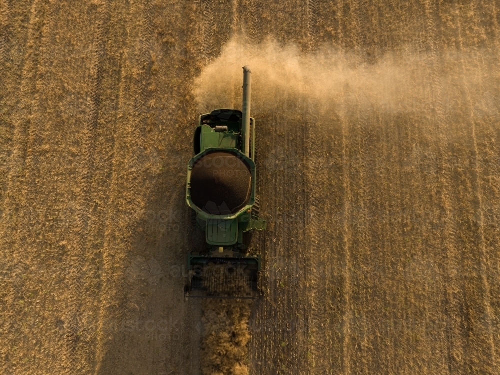 Harvesting Canola in the Golden Hour - Australian Stock Image