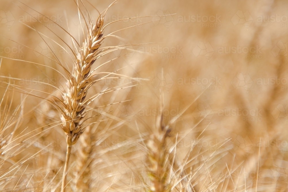 Head of ripe wheat waiting to be harvested - Australian Stock Image