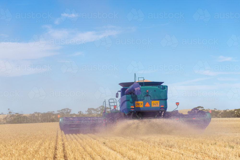 Header harvesting grain - Australian Stock Image