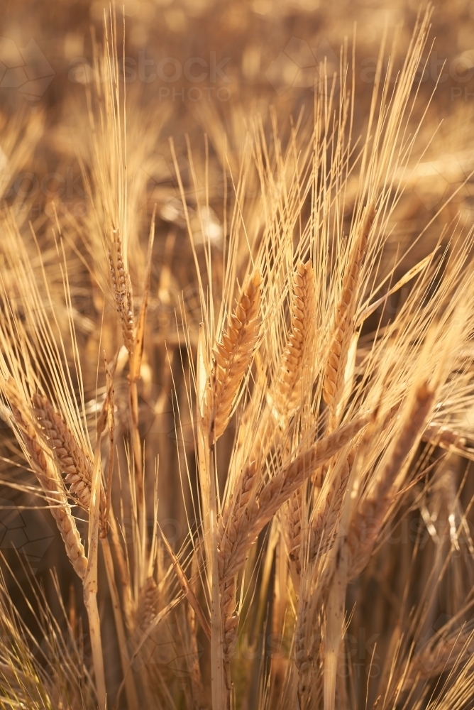 Heads of barley crop in the late afternoon sunlight - Australian Stock Image