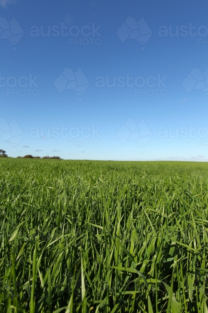 healthy green crop and clear blue sky - Australian Stock Image