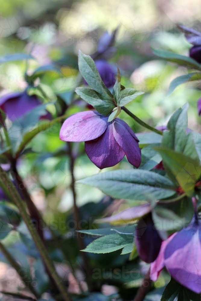 Hellebore plant in spring - Australian Stock Image