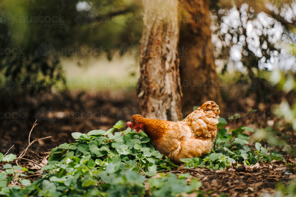 hen foraging on the ground for food. - Australian Stock Image