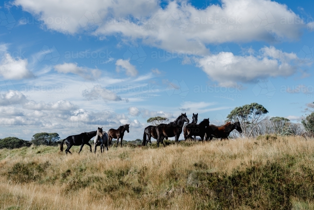 Herd of Australian Wild horses / brumbies on a grassy hill - Australian Stock Image