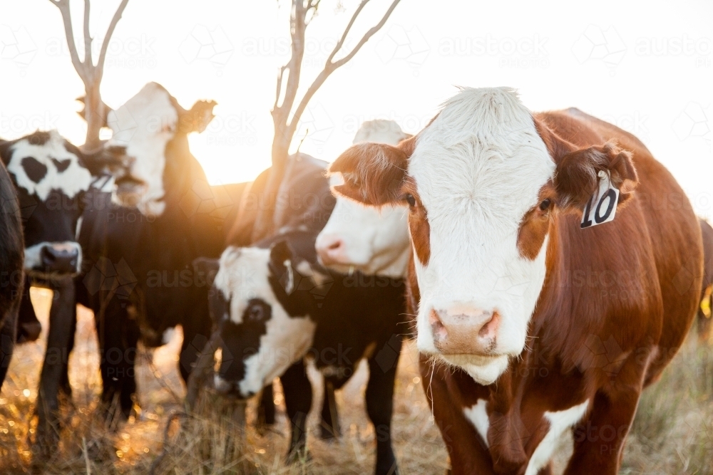 herd of beef cattle crowding in close together at sunset - Australian Stock Image