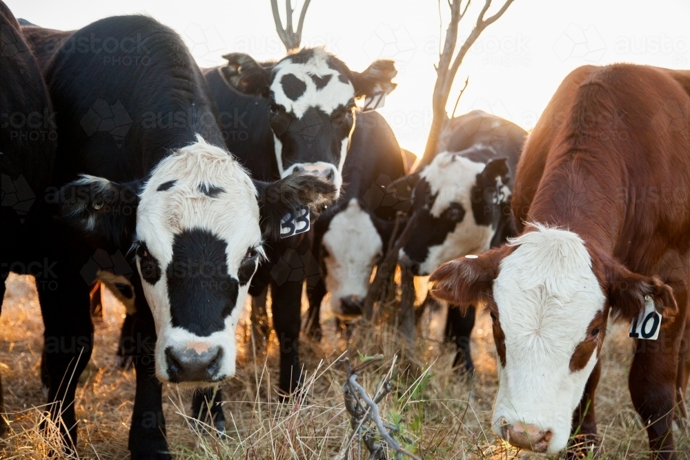 herd of beef cattle crowding in close together at sunset - Australian Stock Image