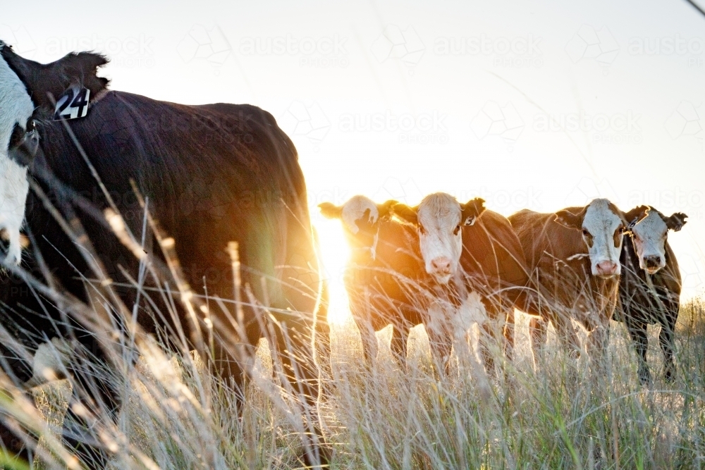 herd of beef cattle crowding in close together at sunset - Australian Stock Image