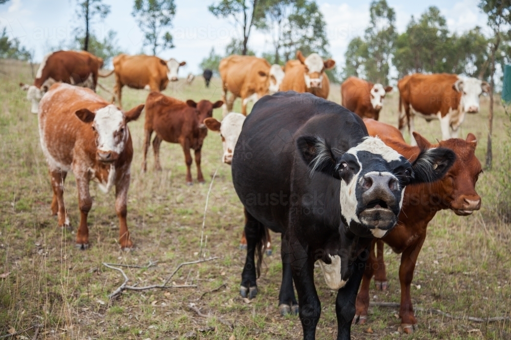 Image Of Herd Of Beef Cattle In A Paddock Austockphoto 0816