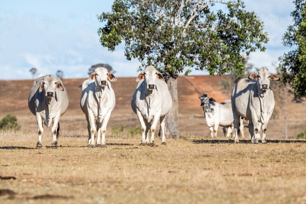 Herd of cattle in the paddock on a sunny day - Australian Stock Image