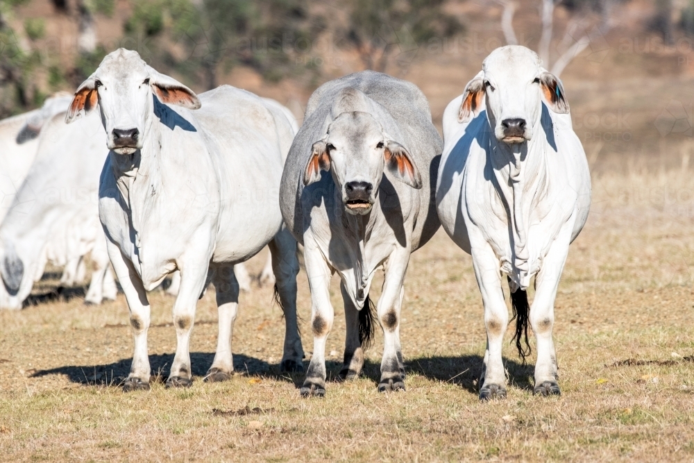 Herd of cattle in the paddock on a sunny day - Australian Stock Image