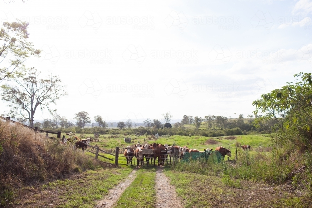 Herd of Cattle waiting at a farm gate - Australian Stock Image