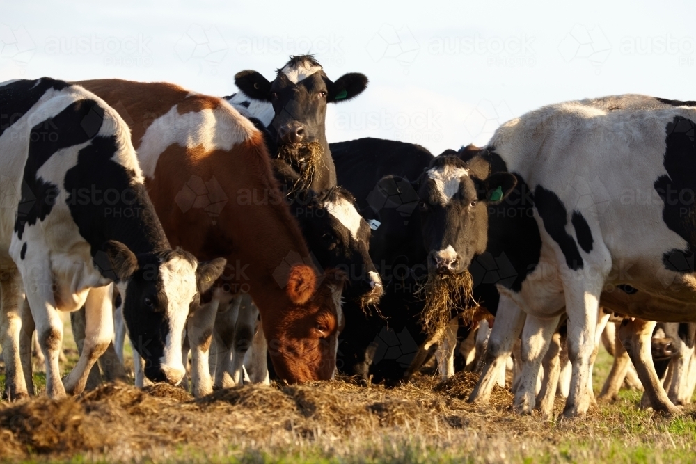 image-of-herd-of-dairy-cows-feeding-on-silage-austockphoto