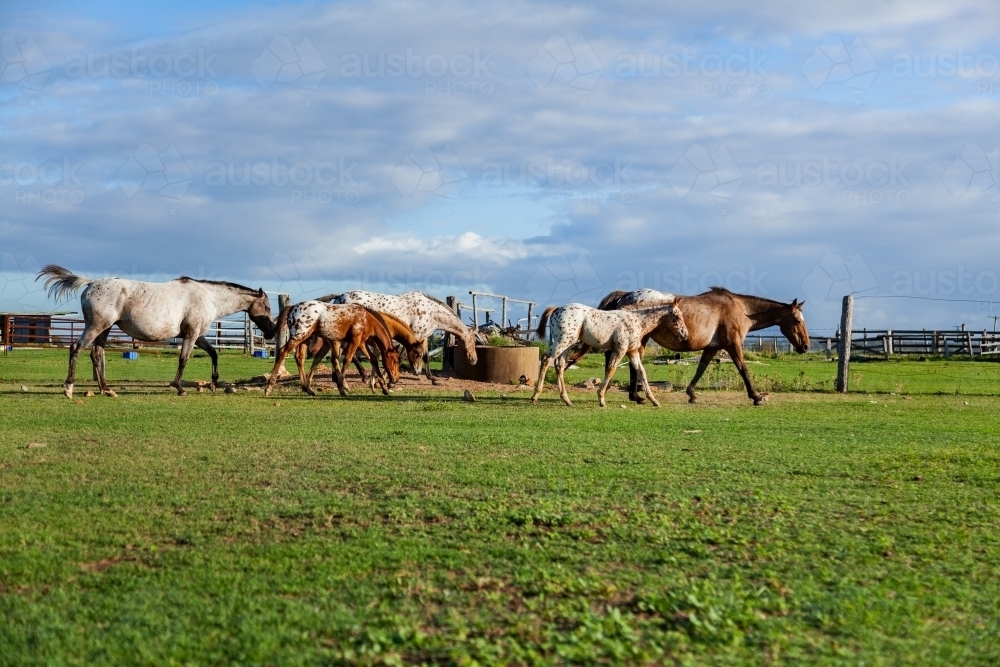 Herd of horses on appaloosa stud farm - Australian Stock Image