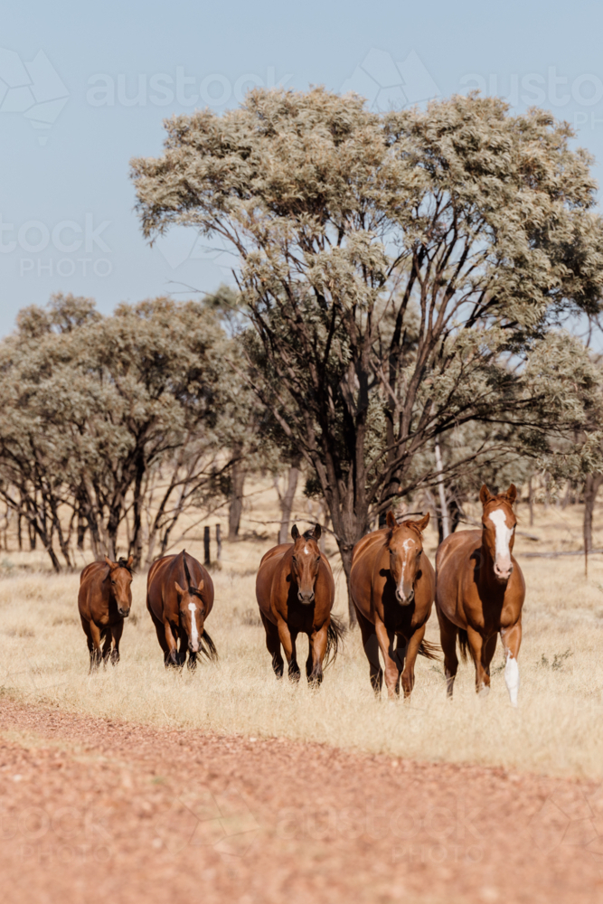 Herd of horses walking on the side of the dirt road - Australian Stock Image